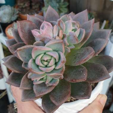 Echeveria Peacocki x Setosa