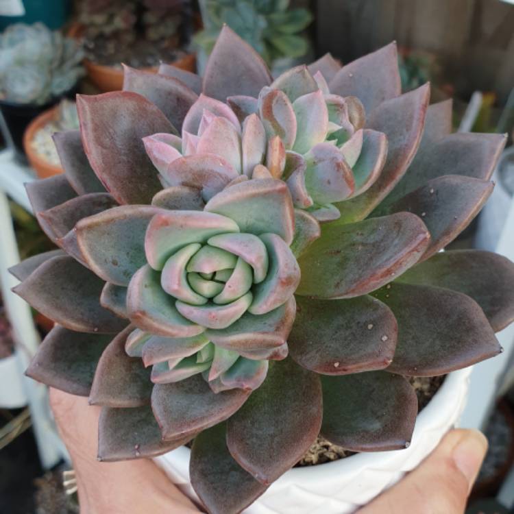 Plant image Echeveria Peacocki x Setosa