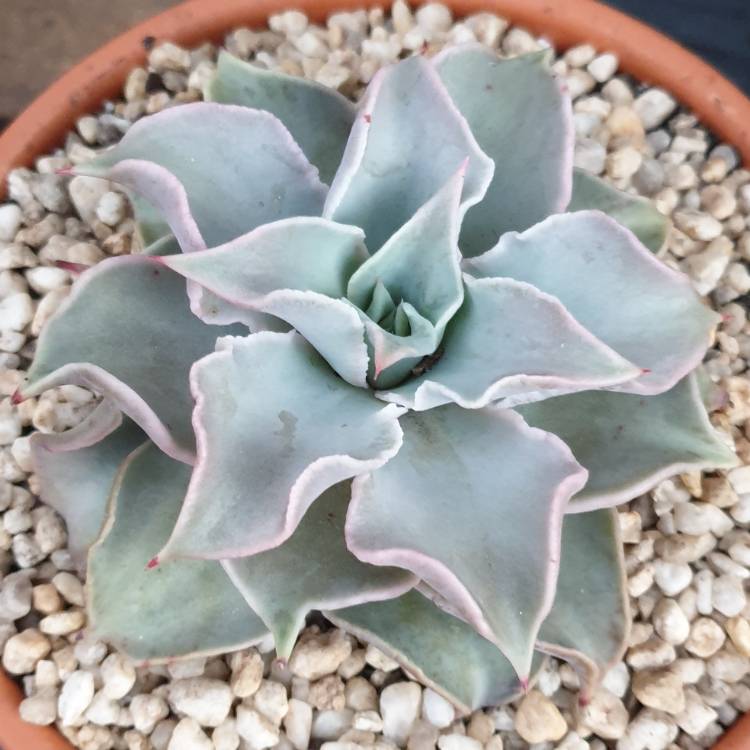 Plant image Echeveria Madiba