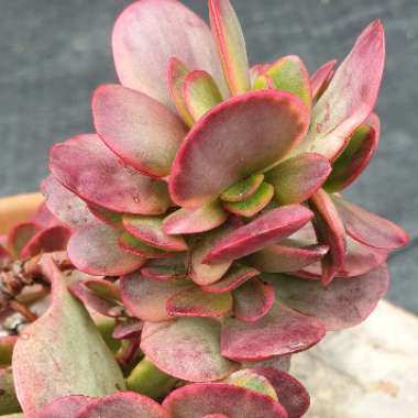 Crassula platyphylla variegated