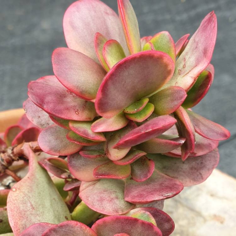 Plant image Crassula platyphylla variegated