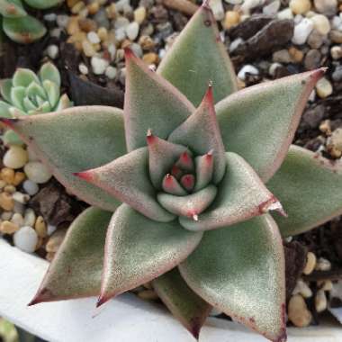 Echeveria Agavoides La Virgin 