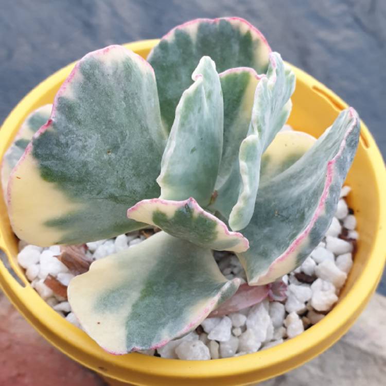 Plant image Cotyledon Orbiculata var. Orbiculata Variegata