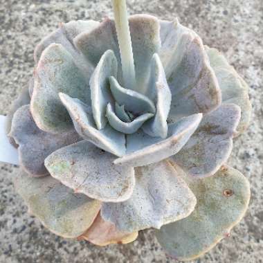 Echeveria Lilacina Monstrose