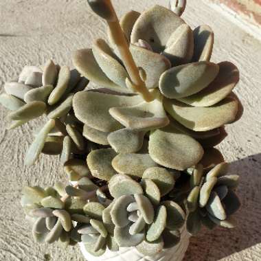 xGraptoveria Margaret Rose