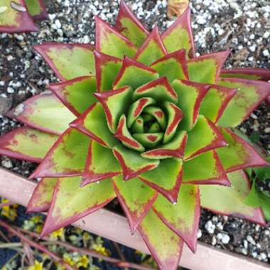 Echeveria Agavoides Red Edge