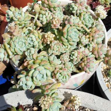 Sedum Clavatum