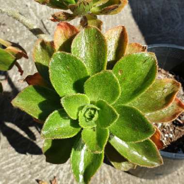 Aeonium Smithii Hybrid