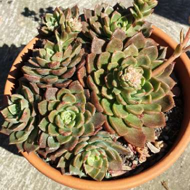 Echeveria Copper Canyon