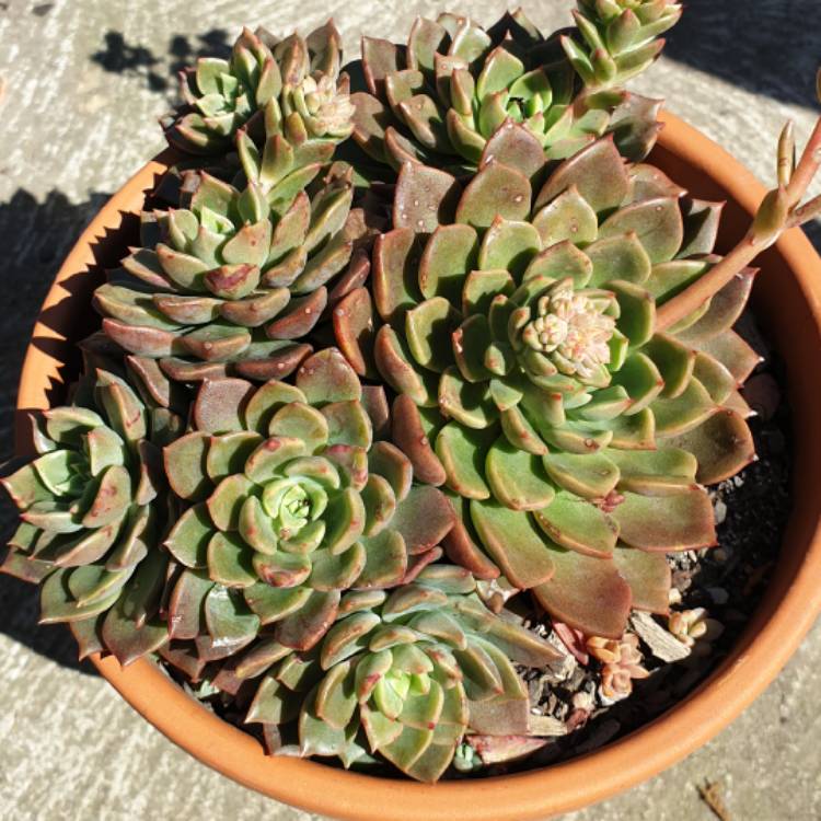 Plant image Echeveria Copper Canyon