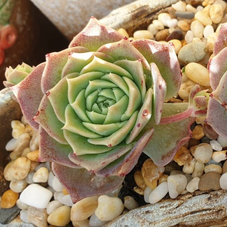 Plant image xGraptoveria Jadeíta