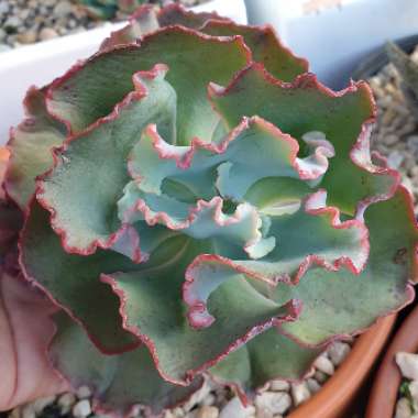 Echeveria La Femme