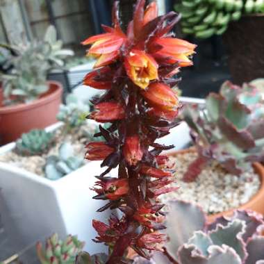 Echeveria Multicaulis