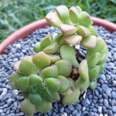 Aeonium Lindleyi v. Lindleyi