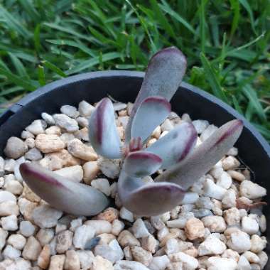 Cotyledon orbiculata var. 'Oophylla'