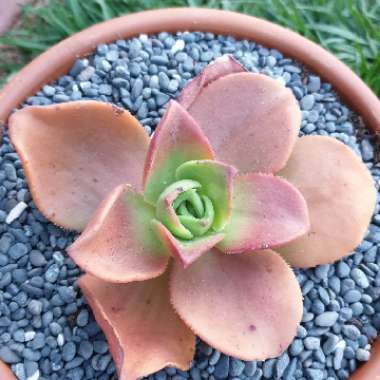 Aeonium Nobile