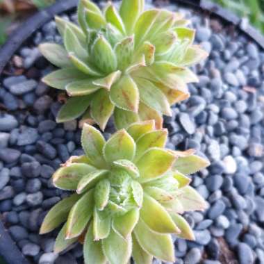 Aeonium simsii