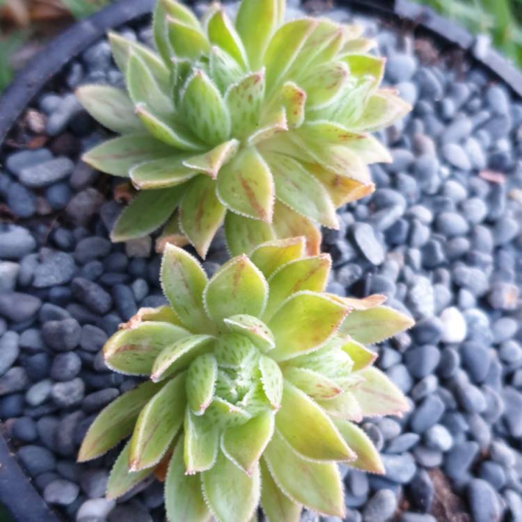 Plant image Aeonium simsii