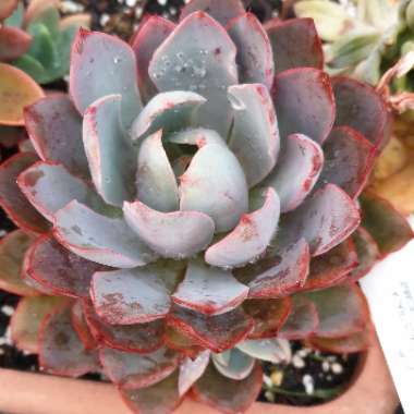 Echeveria Hera