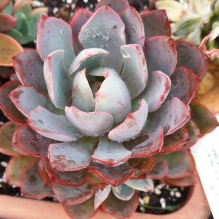 Plant image Echeveria Hera