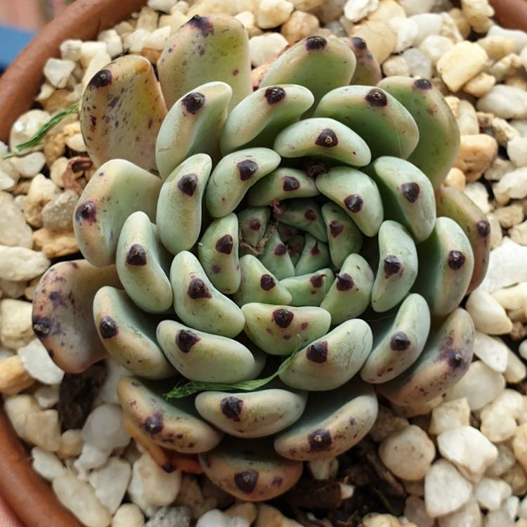 Plant image Echeveria Red Absinthe