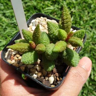 Adromischus marianae v. herrei