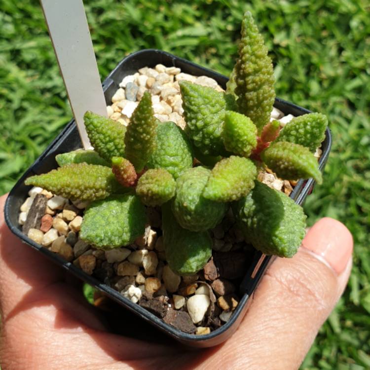 Plant image Adromischus marianae v. herrei