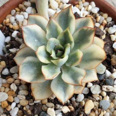 Echeveria Esther Variegata