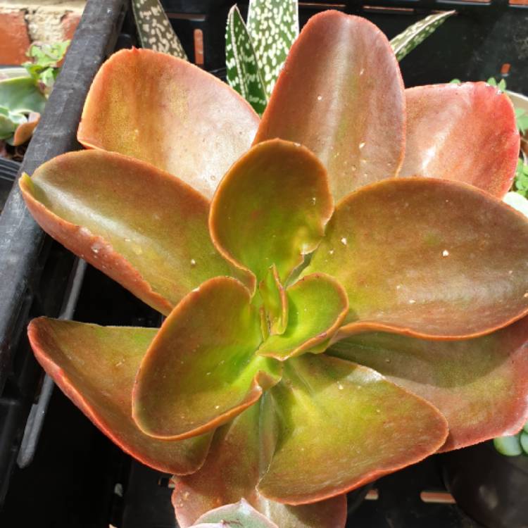 Plant image Echeveria Mahogany Rose