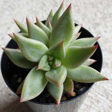 Echeveria Psyche