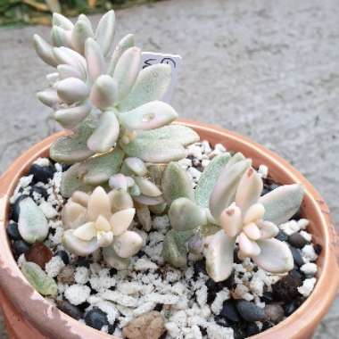 Graptopetalum Mirinae Variegata