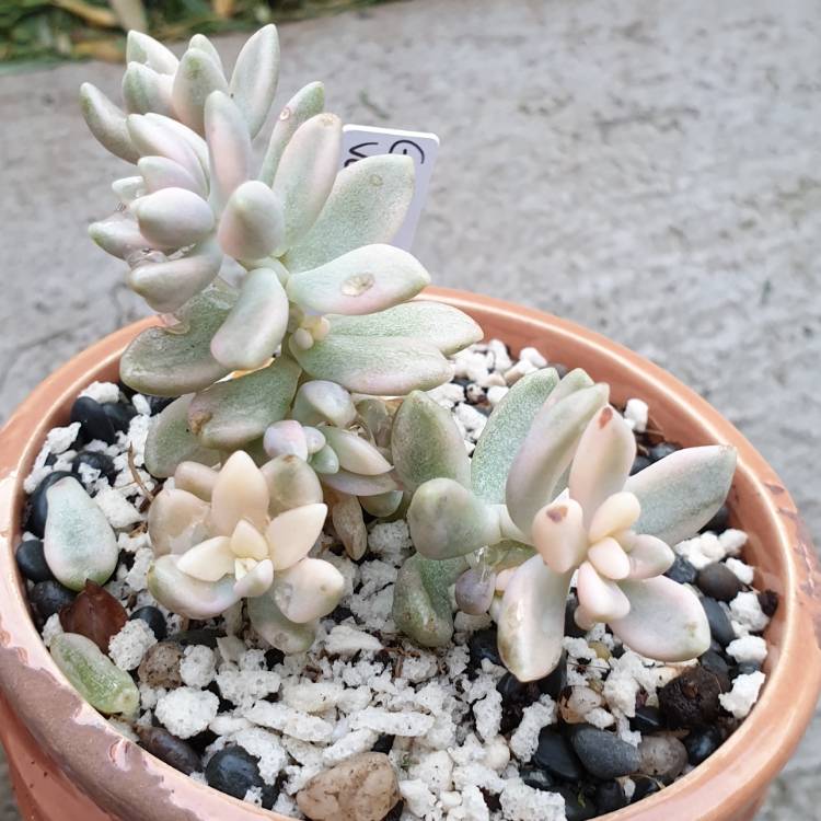 Plant image Graptopetalum Mirinae Variegata