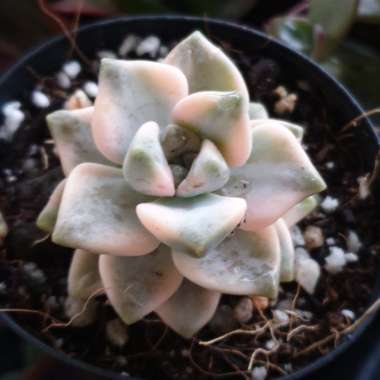 Graptopetalum Mendozae Variegata