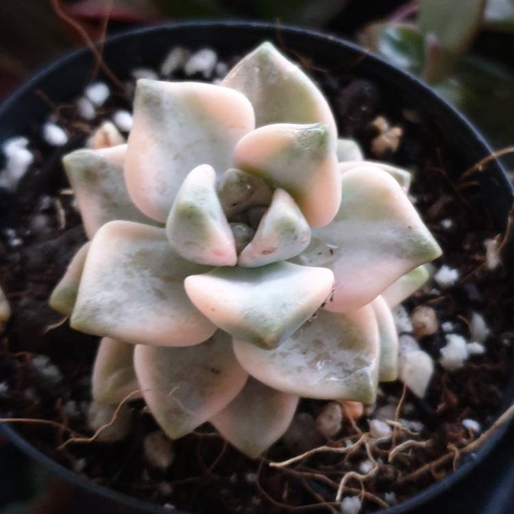 Plant image Graptopetalum Mendozae Variegata