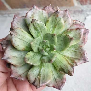 Echeveria Silver Prince