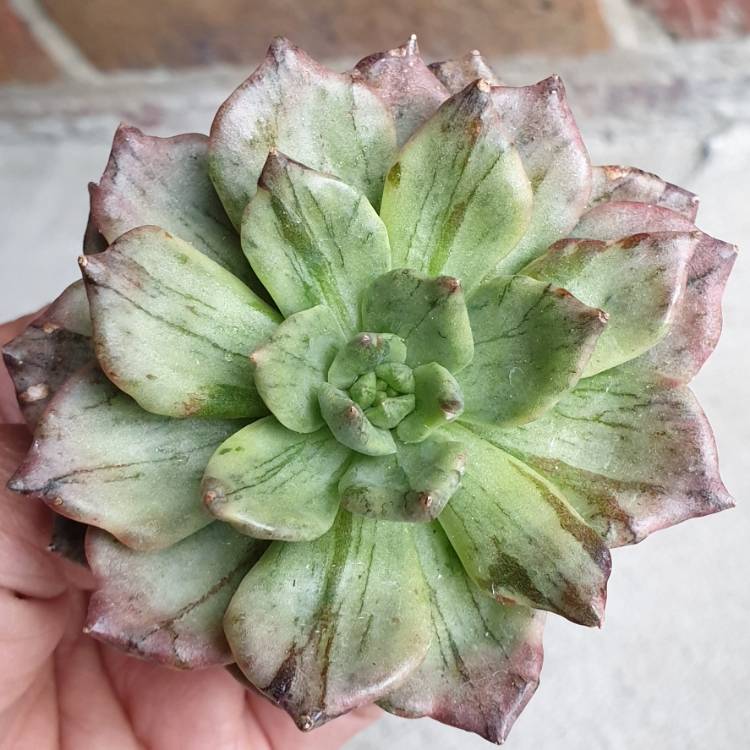 Plant image Echeveria Silver Prince