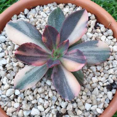 Echeveria Hanaikada Variegata