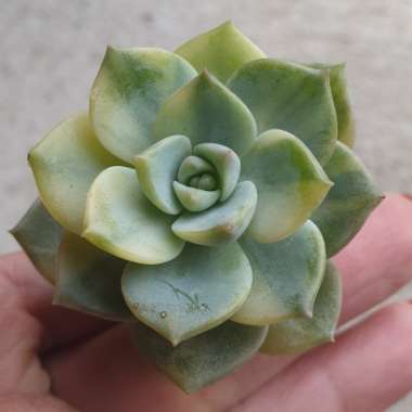 xGraptoveria Titubans Variegata