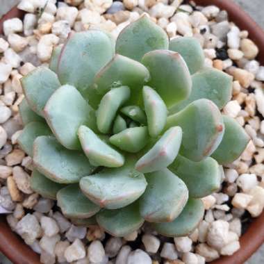 Echeveria Love Me