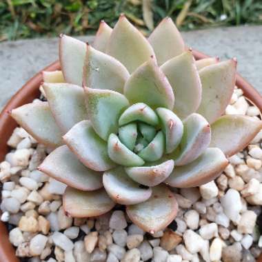 Echeveria Blue Moon