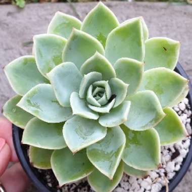 Echeveria Coolvue