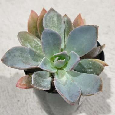 Echeveria Juniper