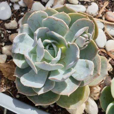 Echeveria Canadian