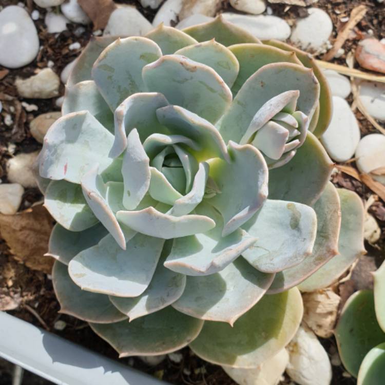 Plant image Echeveria Canadian