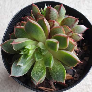 Echeveria Cat's Eye 