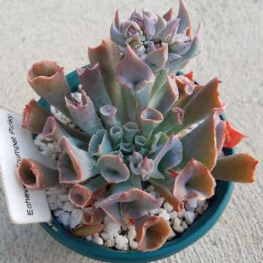 Echeveria Trumpet Pinky 