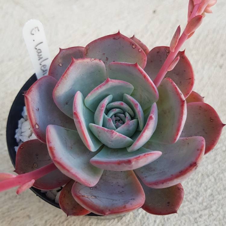 Plant image Echeveria Laurensis