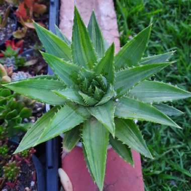 Aloe Polyphylla