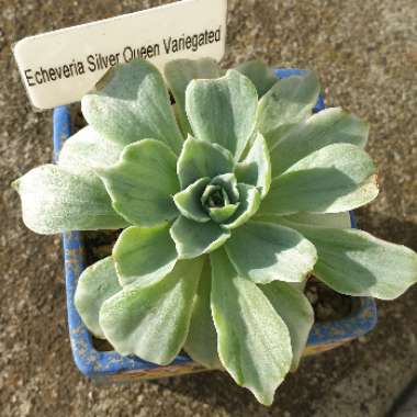 Echeveria Silver Queen Variegated