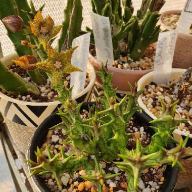 Stapelia dummeri syn. orbea dummeri